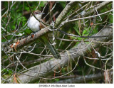4184 SERIES - Blackbilled Cuckoo.jpg