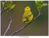 7606 Yellow Warbler.jpg