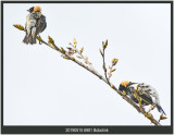 6981 Bobolink.jpg