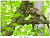  5693 SERIES - Barred Owl.jpg