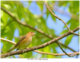 1262 SERIES - Indigo Bunting.jpg