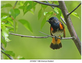 1586 SERIES - American Redstart.jpg