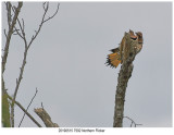 7592 Northern Flicker.jpg