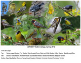 Warbler Collage Spring 2019 2.jpg