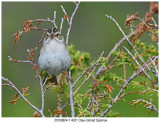 4031 Clay-colored Sparrow.jpg