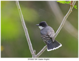 0841 Eastern Kingbirdj.jpg