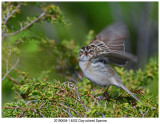 20190604-1 4002 Clay-colored Sparrow.jpg