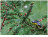 20190520-1 8548 Magnolia Warbler.jpg