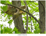 20190604 4701 SERIES -  Barred Owl.jpg