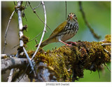 20190522 9678 Ovenbird.jpg