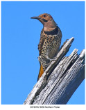 20190702 9056 Northern Flicker.jpg