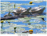 20190621 7306 Map Turtle.jpg
