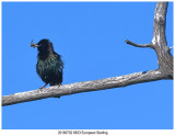 20190702 8833 SERIES -  European Starling.jpg