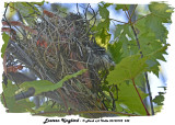 20130722 242 SERIES - Eastern kingbird.jpg