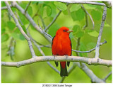 20190531 3096 Scarlet Tanager.jpg