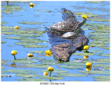 20190621 7323 Map Turtle.jpg