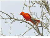 20190501 3170 Northern Cardinal.jpg