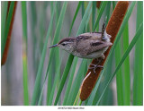 20190722 9820 Marsh Wren.jpg