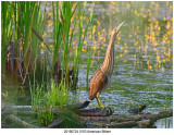 20190724 0153 American Bittern.jpg