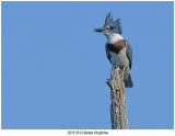 20190726 0513 Belted Kingfisher.jpg