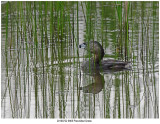 20190722 9905 Piedbilled Grebe.jpg