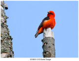 20190531 3133 Scarlet Tanager.jpg