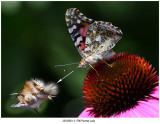 201908012 1796 Painted Lady r1.jpg