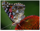 201908012 1801 Painted Lady.jpg