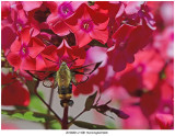 20190801-2 1681 Hummingbird Moth.jpg