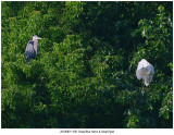 20190801 1051 Great Blue Heron & Great Egret.jpg