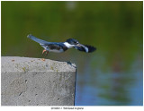 20190801-1 1508 SERIES - Belted Kingfisher.jpg