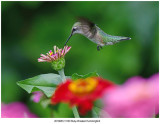 20190812 3100 SERIES -  Ruby-throated Hummingbird.jpg