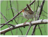 20190722 9935 Marsh Wren.jpg