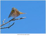 20190710 9202 Greatcrested Flycatcher xxx.jpg