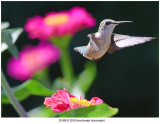20190813 3253 Ruby-throated Hummingbird.jpg
