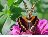 20190820 4020 Giant Swallowtail 2r1.jpg
