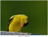 20190814 3851 American Goldfinch.jpg