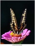 20190820 3983 Giant Swallowtail.jpg