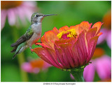 20190812 3137 Ruby-throated Hummingbird.jpg