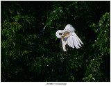 20190801 1114 Great Egret.jpg