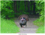 20190611 6631 Wild Turkey.jpg