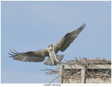 20190831 4186 Osprey.jpg