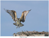 20190831 4187 Osprey.jpg