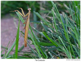 20190831 4948 Praying Mantis.jpg