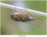 20190827 4455 Cicada r1.jpg
