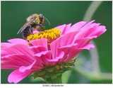 20190812 3188 Bumble Bee.jpg
