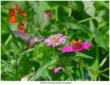 20190812 3050 Rubythroated Hummingbird.jpg