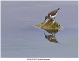 20190722 0072 Spotted Sandpiper.jpg