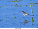20190801 0781 Killdeer.jpg
