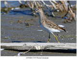 20190905 7019 Pectoral Sandpiper.jpg